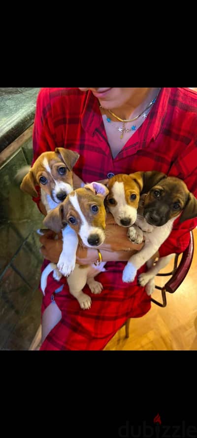 Jack russel Terrier puppy English Breed