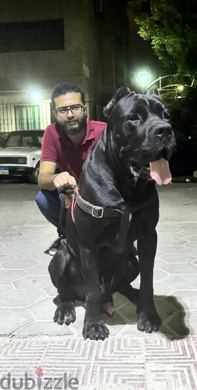 Cane corso male 15 months