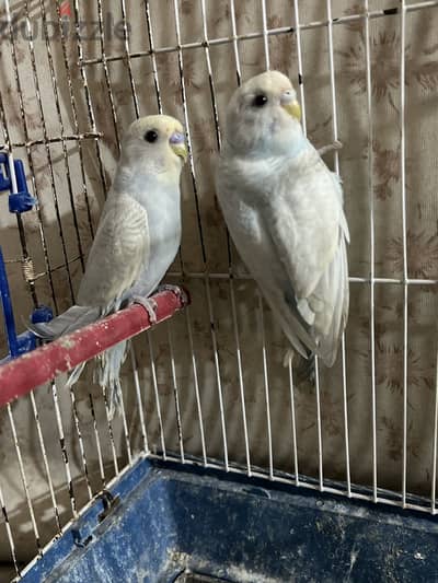 جوز استرالي