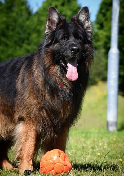 the best German shepherd puppy male female جراوي جيرمن شيبرد ذكر ولد