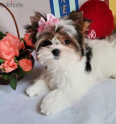 Biewer Yorkshire terrier puppy female from Russia