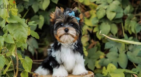 Biewer Yorkshire terrier puppy boy from Russia