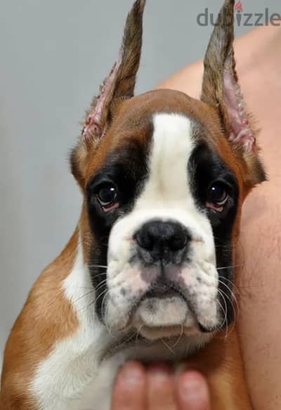 Boxer puppy boy from Russia