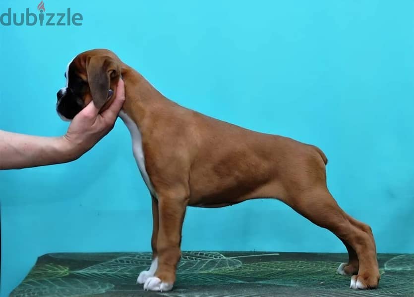 Boxer puppy boy from Russia 1