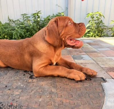 Dogue de Bordeaux puppy boy from Russia