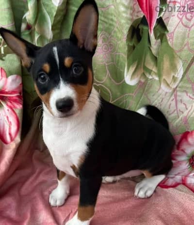 Basenji puppy boy from Russia
