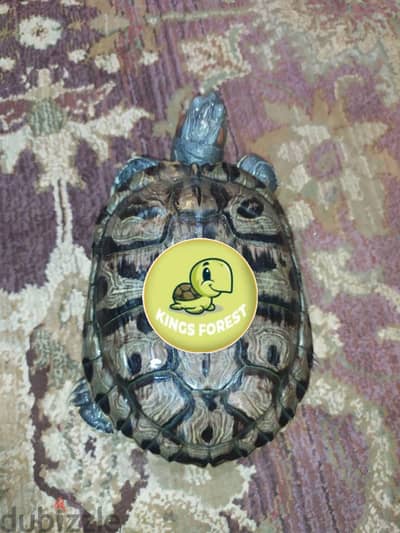 سلاحف ريد اير