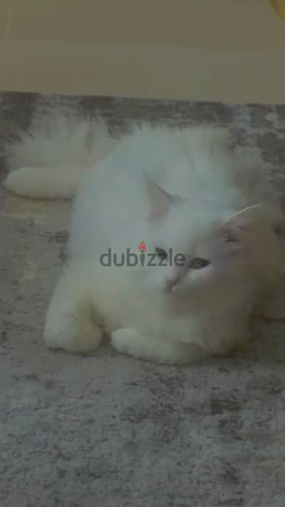 قط شيرازي للتزاوج