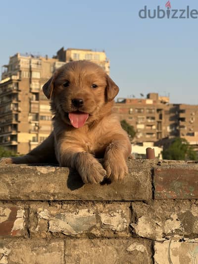 Golden retriever