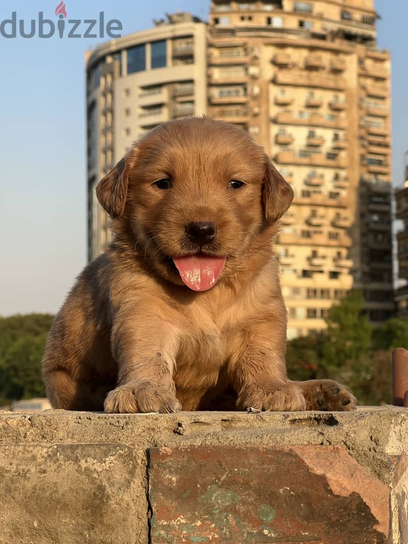 Golden retriever 1