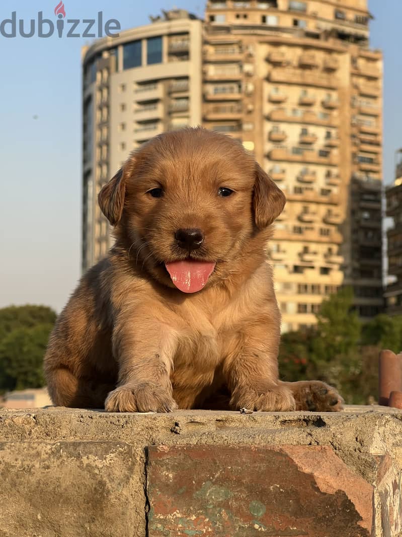 Golden retriever 2