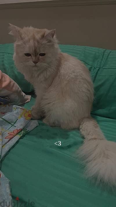 قط شيرازي