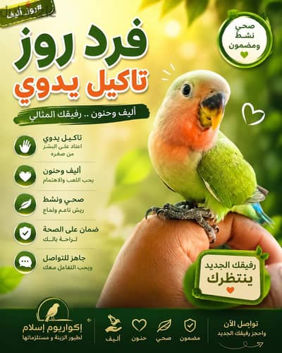 روز أليف