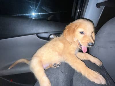 Golden retriever
