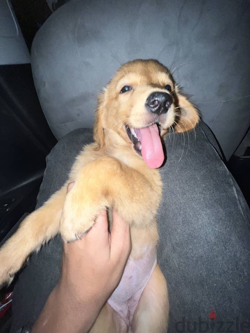 Golden retriever 1
