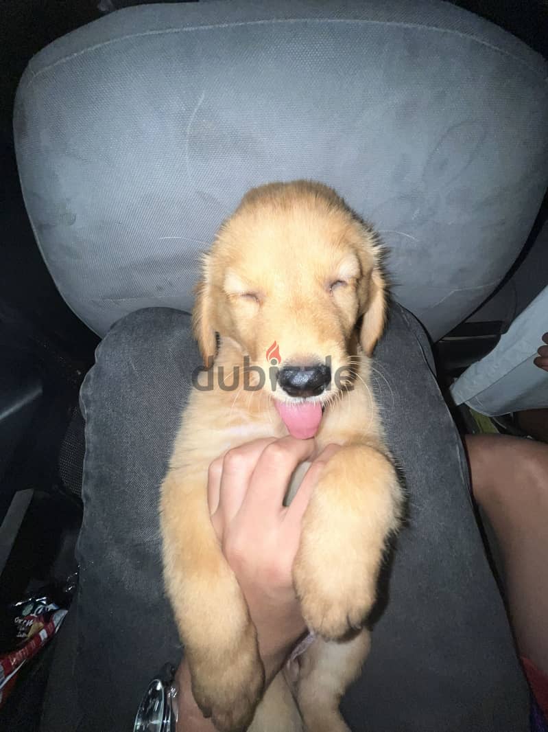 Golden retriever 2