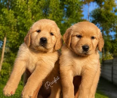 Golden Retriever جولدن ريتريفر
