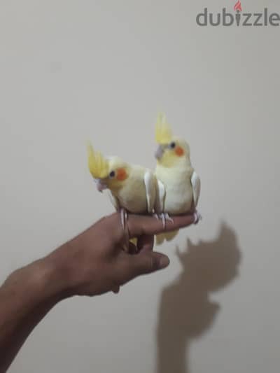 كوكتيل لاتيني للبيع