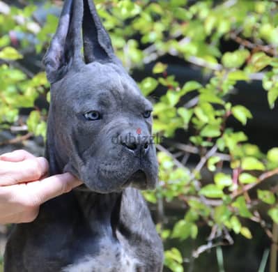 CANE CORSO