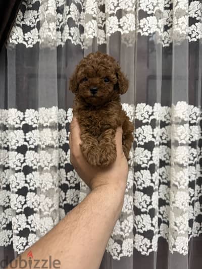 toy poodle