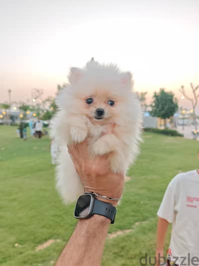 بومرينيان pomeranian بومرينيان pomeranian