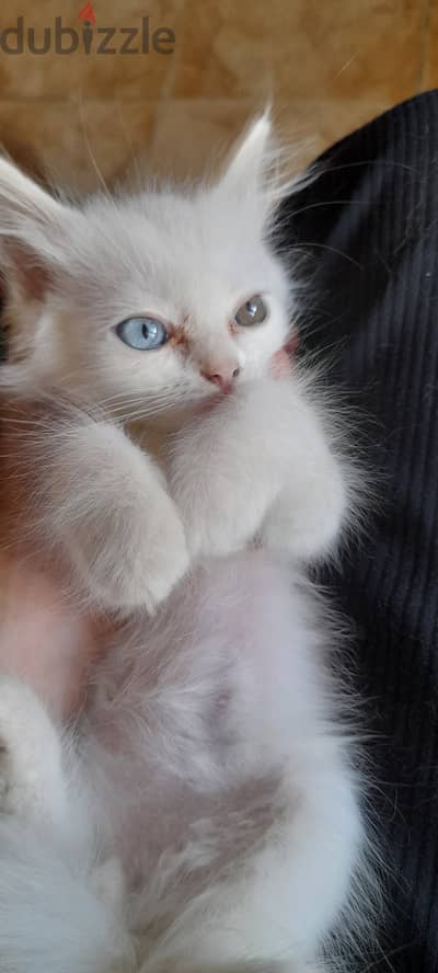 Odd-Eyed White Male Kitten – Bi-Color Ragdolls x Shirazi