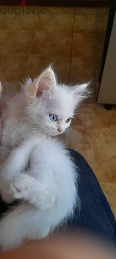 Odd-Eyed White Male Kitten – Bi-Color Ragdolls x Shirazi