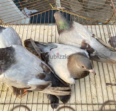 سلڤر  لاحم بيور