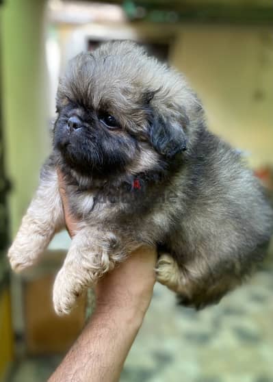 Pekingese  بيكينيز Pikinwa بيكنواه
