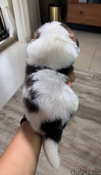 Female Griffon puppies