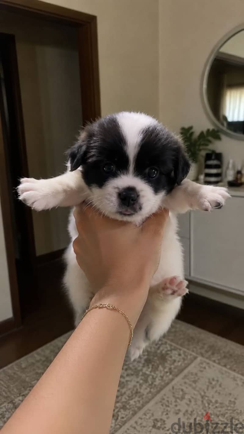 Female Griffon puppies 1