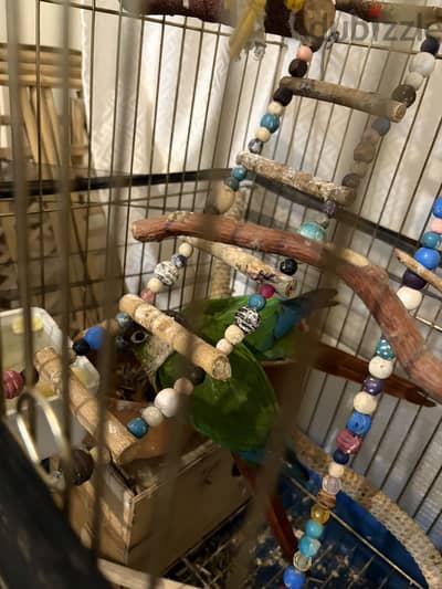 Male & Female and the Cage