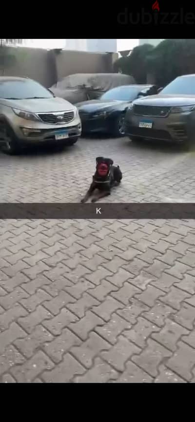 Rottweiler_روت وايلر