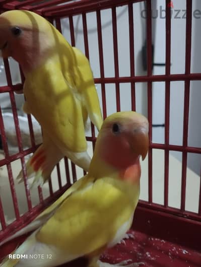 روز لاتيني 4 شهور