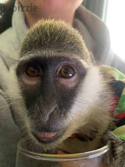 monkey loving home