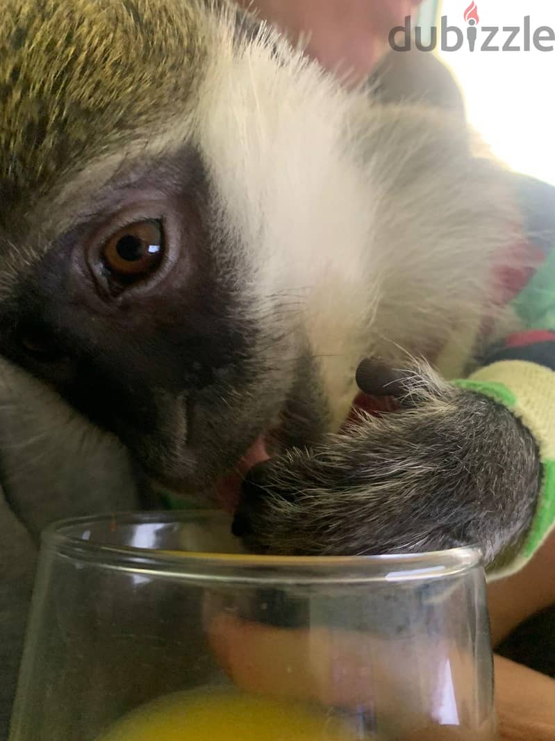 monkey loving home 1