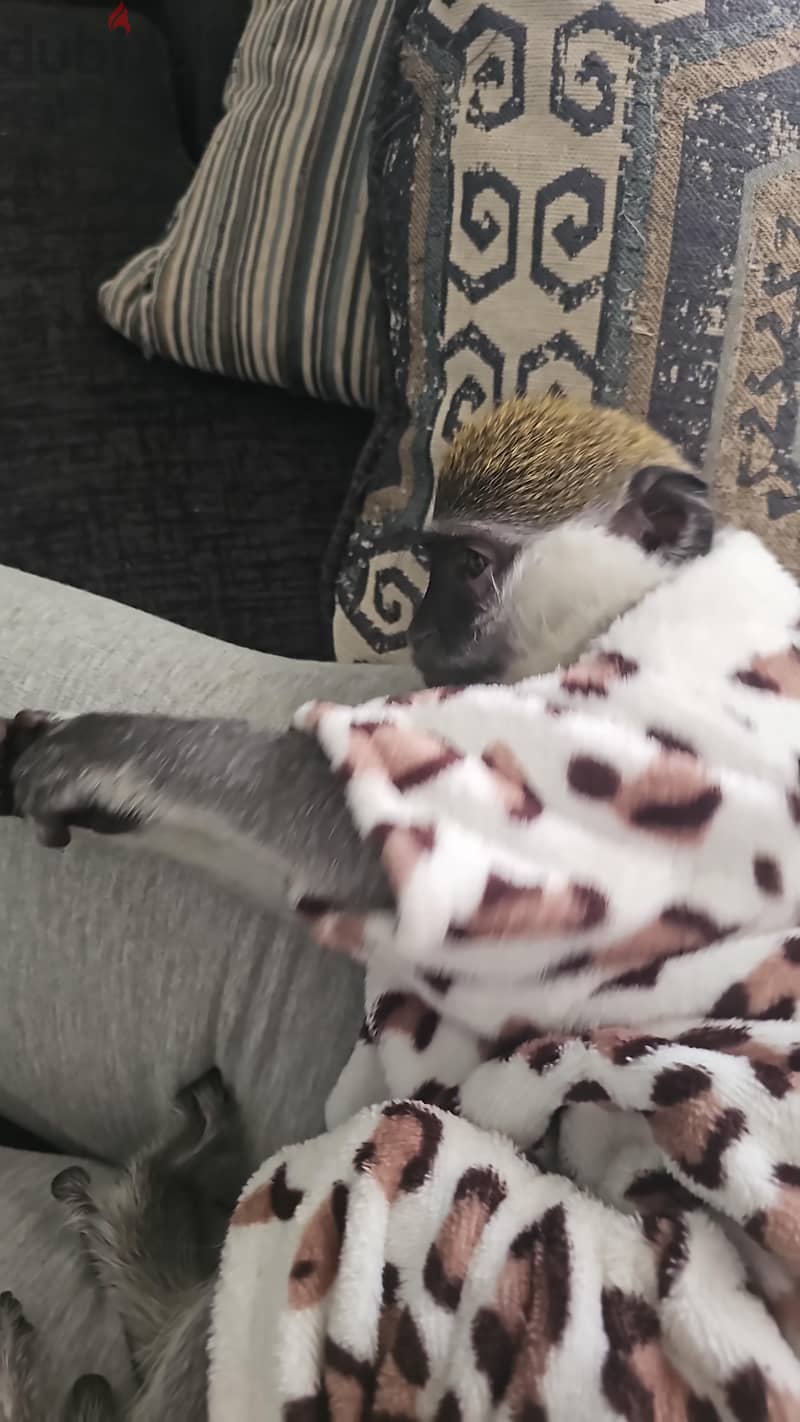 monkey loving home 2