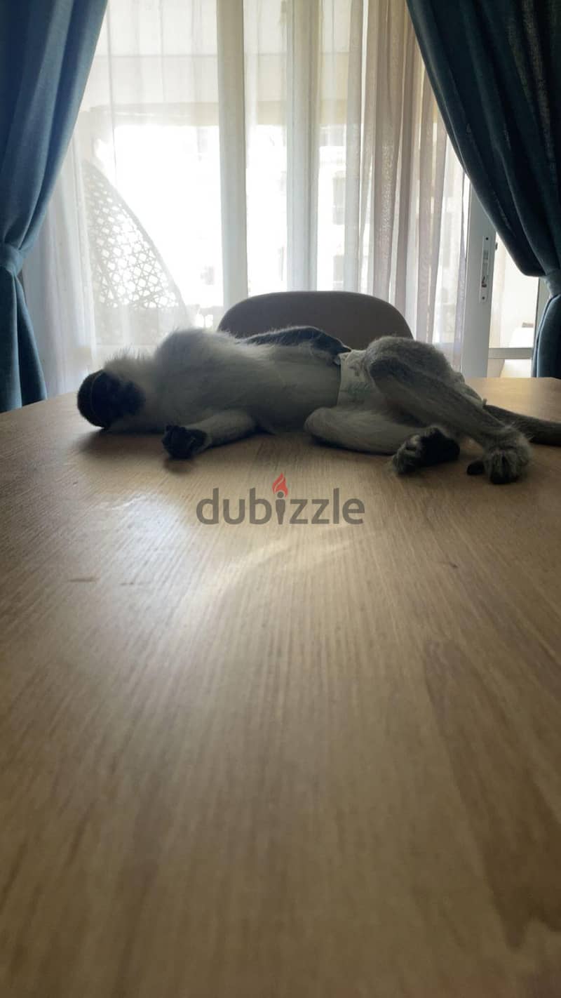 monkey loving home 3