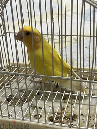 نتايه روز ابلاين اورنج