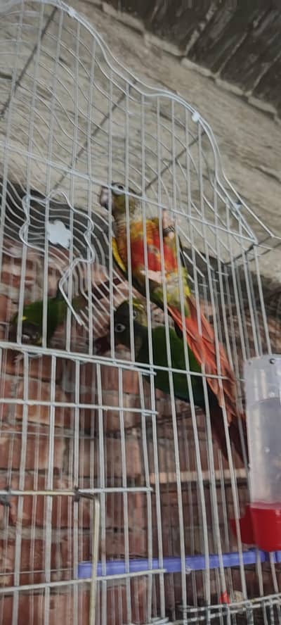 مجموعة  كونيور ييلو سايد هاديين بدون عض وجوز  اوبلاين اورنج
