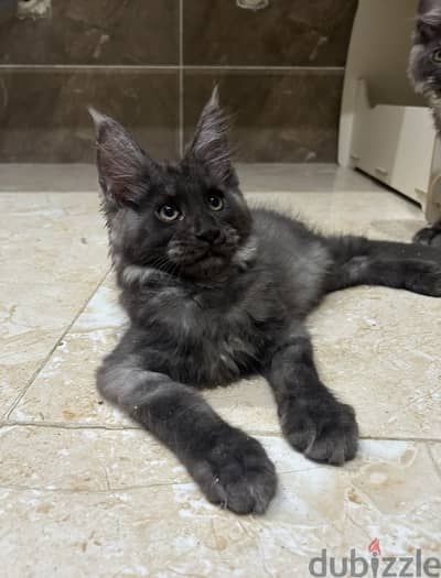 Kitten boys black smoke Maine coon