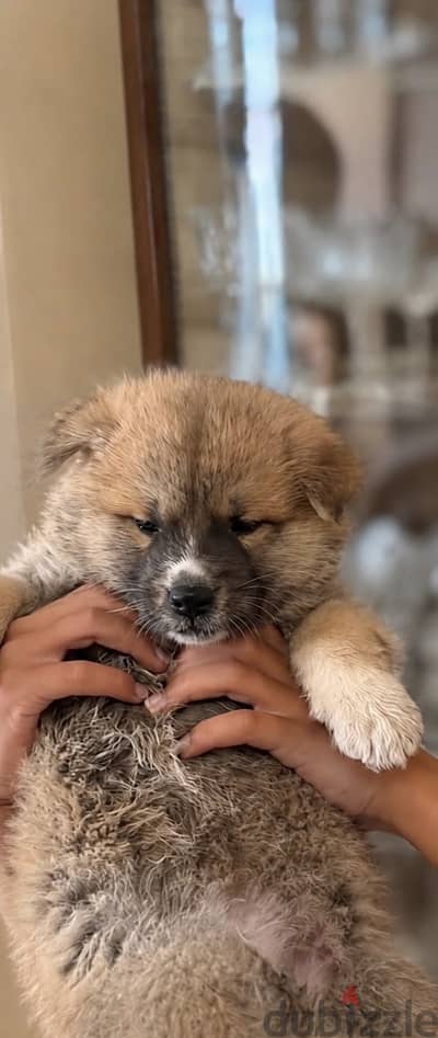 Female japenese Akita puppy high breed