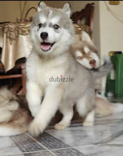 Husky - هاسكي - جراوي هاسكي