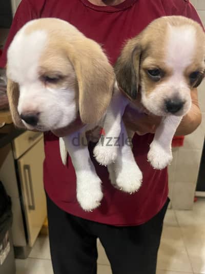 Beagle Puppies for Sale