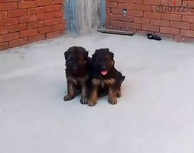 ااااااا