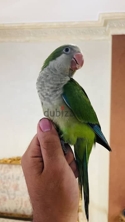 كويكر جرين أليف