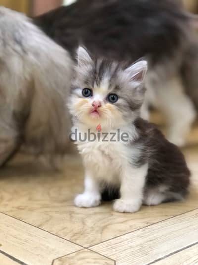 قط ذكر شيرازي-Shirazi Male Kitten