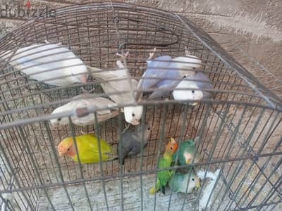 مجموعة روز