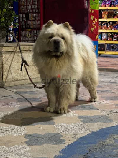 Chow Chow