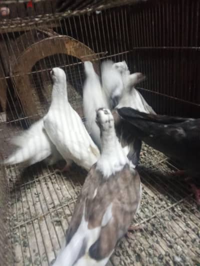 للبيع مجموعة زغليل ربنا يبارك لصاحب النصيب